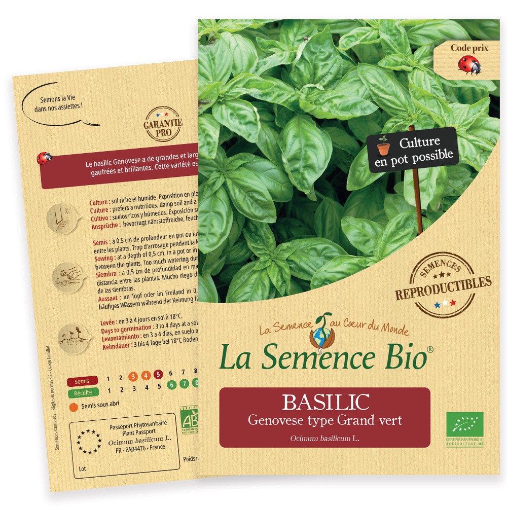 10 variétés de basilic - Noms et photos