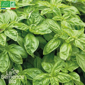 Basilic genovese type grand vert bio