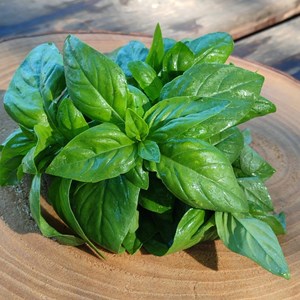 Basilic genovese type grand vert bio