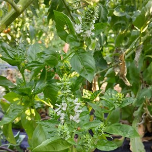 Basilic genovese type grand vert bio