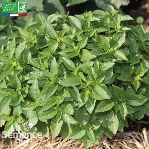 Basilic marseillais bio