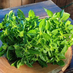 Basilic marseillais bio