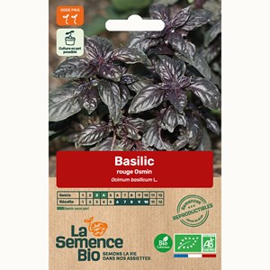 Basilic rouge osmin bio