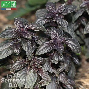 Basilic rouge osmin bio