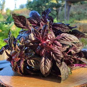 Basilic rouge osmin bio