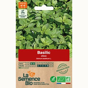Basilic citron bio