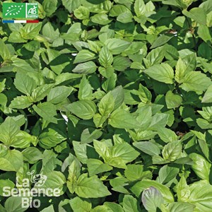Basilic citron bio