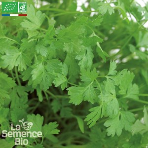 Cerfeuil commun bio
