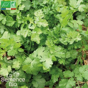 Coriandre à petites graines bio