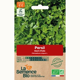 Persil géant d'italie bio
