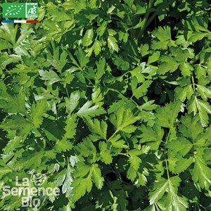 Persil géant d'italie bio