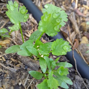 Persil géant d'italie bio