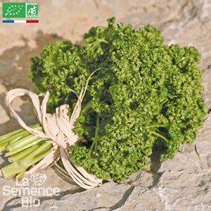 Persil frisé vert foncé bio