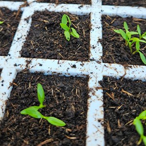 Persil frisé vert foncé bio