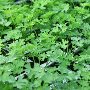 Persil frisé vert foncé bio