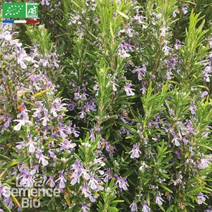 Romarin officinal bio