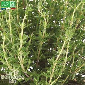 Thym commun bio