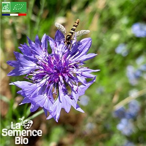 Bleuet des champs bio