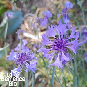 Bleuet des champs bio