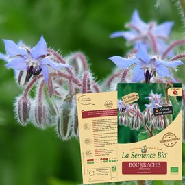 Bourrache officinale bio