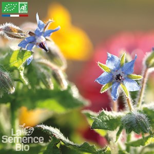 Bourrache officinale bio