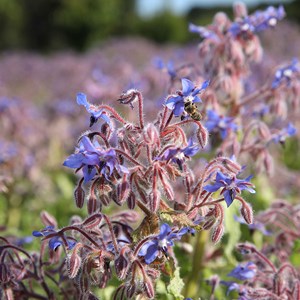 Bourrache officinale bio