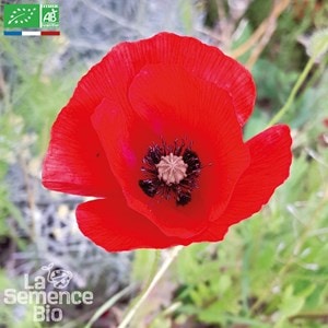 Coquelicot des champs bio