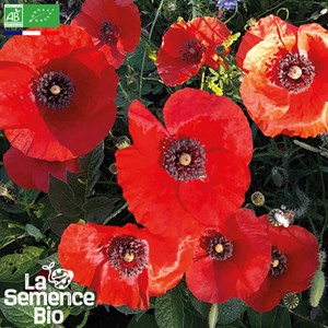 Coquelicot des champs bio