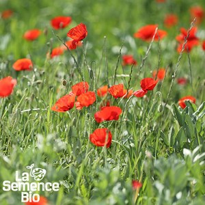 Coquelicot des champs bio