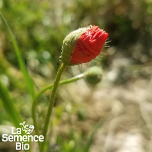 Coquelicot des champs bio
