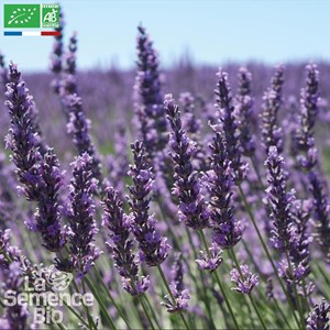 Lavande officinale bio