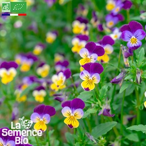 Pensee sauvage bio