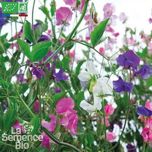 Pois de senteur en mélange bio