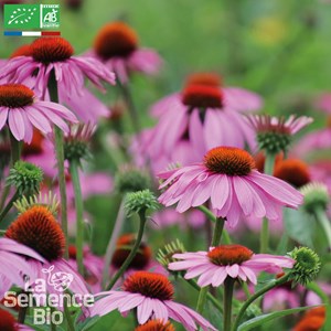 Rudbeckie echinacée bio