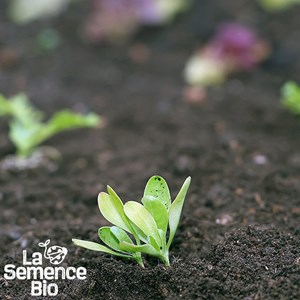 Souci des jardins bio