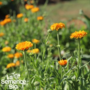 Souci des jardins bio