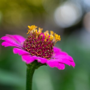 Zinnia  bio