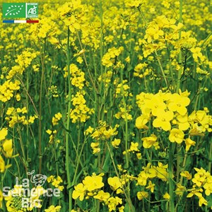 Moutarde blanche bio