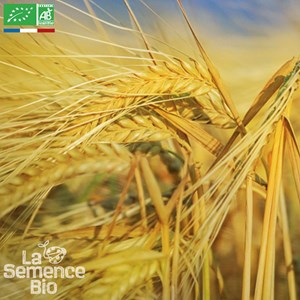 Seigle fourrager bio