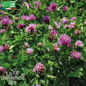 Trefle violet bio