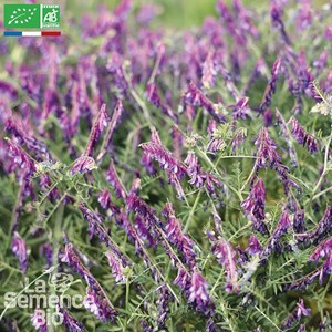 Vesce commune  bio