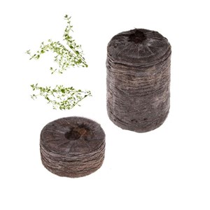 Capsule de thym (par 2)