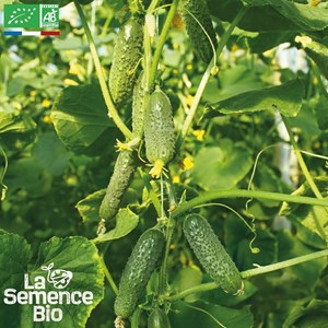 Cornichon vert petit de paris bio
