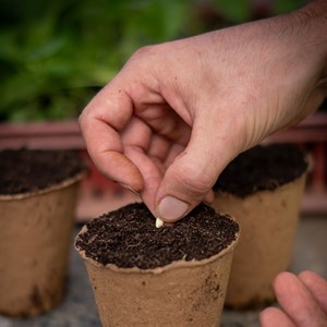 Cornichon vert petit de paris bio