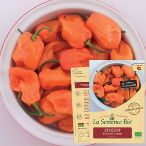Piment habanero orange bio