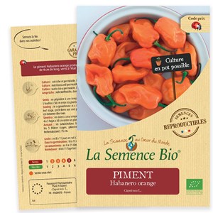Piment habanero orange bio