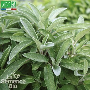 Sauge officinale bio