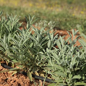 Sauge officinale bio