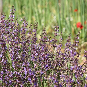 Sauge officinale bio