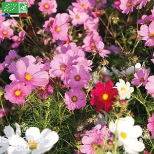 Cosmos sensation en mélange bio